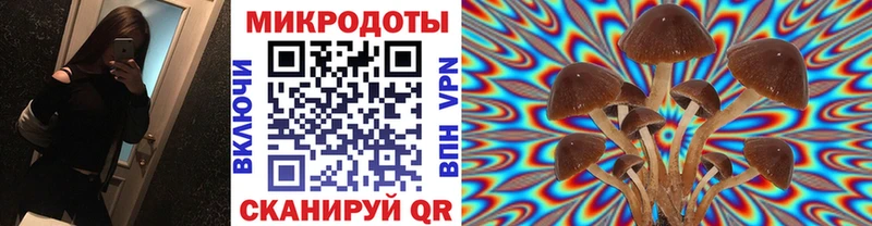 Псилоцибиновые грибы Cubensis  купить   Калининец 